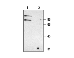 Anti-CLC-K Antibody