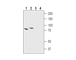 Anti-CLC-7 (CLCN7) Antibody