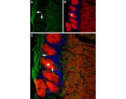Anti-TMEM16B (ANO2) (extracellular) Antibody