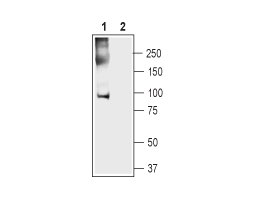 Anti-Anoctamin-5 Antibody