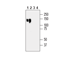 Anti-Anoctamin-6 (extracellular) Antibody