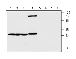 Anti-CLIC1 Antibody