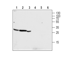 Anti-CLIC4 Antibody
