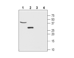 Anti-CLIC5 Antibody