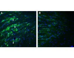 Anti-PACC1/TMEM206 (extracellular) Antibody