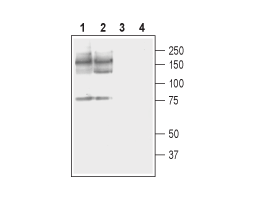 Anti-PMCA2 Antibody