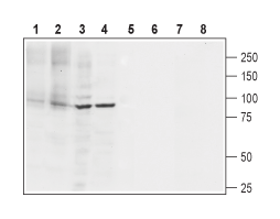 Anti-SERCA2 Antibody