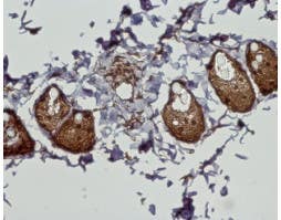 Anti-Cannabinoid Receptor 2 Antibody