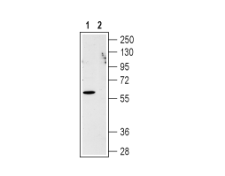 Anti-Human CXCR1 (extracellular) Antibody
