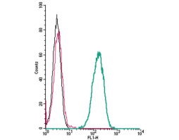 Anti-Human CXCR2 (extracellular) Antibody