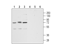Anti-Human CXCR2 (extracellular) Antibody