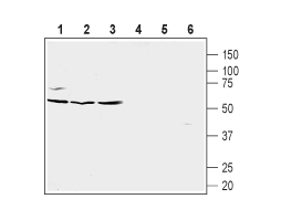 Anti-Human CXCR5 (extracellular) Antibody