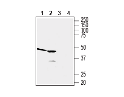 Anti-Human CCR2 (extracellular) Antibody