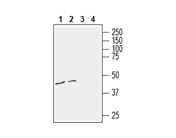 Anti-Human CCR3 (extracellular) Antibody