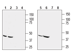 Anti-CCR9 (extracellular) Antibody