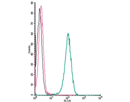 Anti-CXCR7 (ACKR3) (extracellular) Antibody