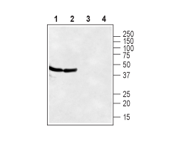 Anti-CXCR7 (ACKR3) (extracellular) Antibody