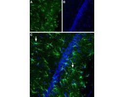 Anti-CNTFRα (extracellular) Antibody