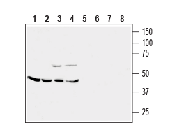 Anti-CRF2/CRHR2 (extracellular) Antibody