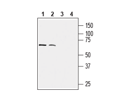 Anti-Human CX3CR1 (extracellular) Antibody