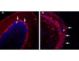 Anti-NCS1-ATTO Fluor-594 Antibody