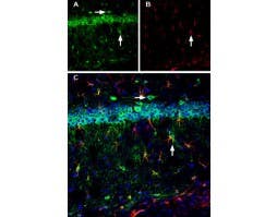 Anti-Calnexin Antibody