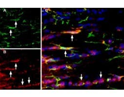 Anti-P2X7 Receptor-ATTO Fluor-550 Antibody