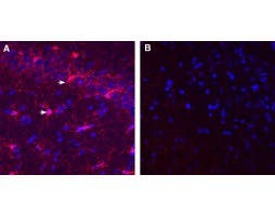 Guinea Pig Anti-IBA1/AIF1 Antibody