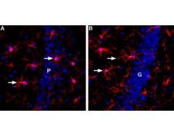 Anti-IBA1/AIF1 Antibody