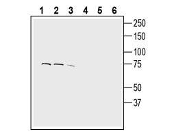 Anti-CTL1 (SLC44A1) (extracellular) Antibody