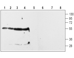Anti-D<sub>2</sub> Dopamine Receptor (extracellular) Antibody