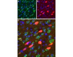 Anti-D<sub>3</sub> Dopamine Receptor (extracellular) Antibody