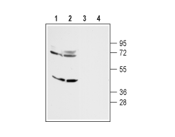 Anti-D<sub>4</sub> Dopamine Receptor Antibody