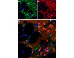 Anti-D<sub>5</sub> Dopamine Receptor (extracellular) Antibody