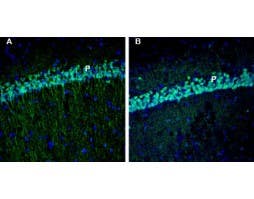 Anti-EphA3 (extracellular) Antibody