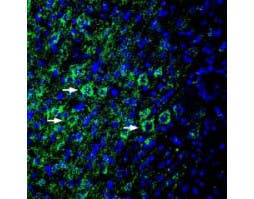 Anti-EphA6 (extracellular) Antibody
