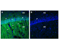 Anti-EphA2 (extracellular) Antibody