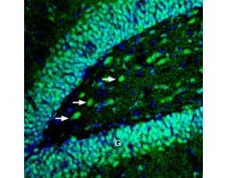 Anti-EphB4 (extracellular) Antibody