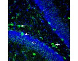 Anti-Ephrin-A5 (extracellular) Antibody