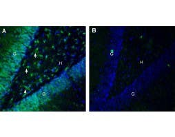 Anti-Ephrin-B2 (extracellular) Antibody