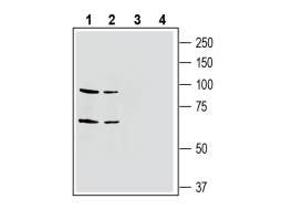 Anti-EphA4 (extracellular) Antibody