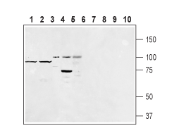 Anti-EMR1 (ADGRE1) (extracellular) Antibody