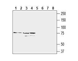 Anti-Human CD97/ADGRE5 (extracellular) Antibody