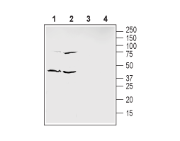 Anti-Ephrin-B1 (extracellular) Antibody