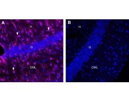 Rabbit IgG Isotype Control-ATTO Fluor-647N