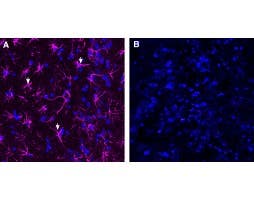 Anti-GFAP-ATTO Fluor-647N Antibody