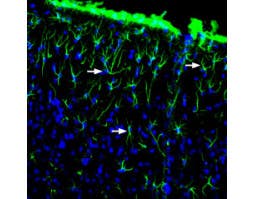 Anti-GFAP Antibody