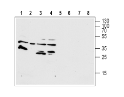 Anti-Human FPR1 (extracellular) Antibody