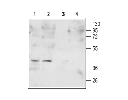 Anti-Human FPR2/ALX (extracellular) Antibody