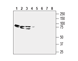 Anti-Human GPR43/FFAR2 (extracellular) Antibody